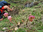 45 Ellebori (Helleborus niger)  in avanzata fioritura ancora in forma